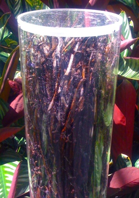 Container of vanilla pods