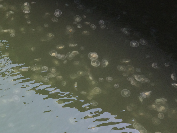 Lots of jellies in the water in Boston